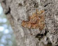 Polygonia c-album f. hutchinsoni - Comma Butterfly