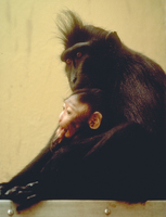 Crested black macaque (Macaca nigra)