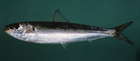 Sardinella lemuru, Bali sardinella: fisheries