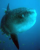 Mola mola, Ocean sunfish: fisheries