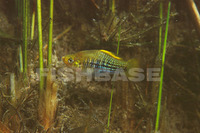 Xiphophorus variatus, Variable platyfish: aquarium