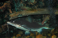 Sperata aor, Long-whiskered catfish: fisheries, gamefish