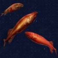 Cetichthys parini, :