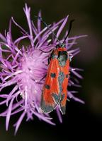 Zygaena laeta - Bloodword Burnet