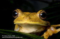 Map Tree Frog - Hyla geographica