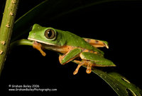 Barred-legged Monkey Frog - Phyllomedusa tomopterma