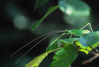 Acrometopa servillea macropoda