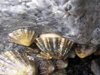 Patella vulgata - Common Limpet