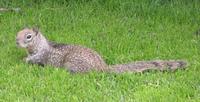 Image of: Spermophilus beecheyi (California ground squirrel)