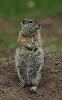 Image of: Spermophilus beldingi (Belding's ground squirrel)