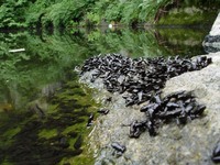 Bufo bufo - Common European Toad