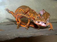 Cynops pyrrhogaster - Japanese Fire Belly Newt