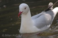 Larus cirrocephalus - Grey-headed Gull