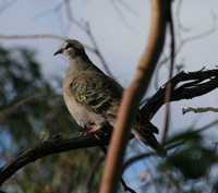 Phaps chalcoptera - Common Bronzewing