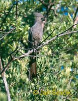 Corythaixoides concolor - Grey Go-away-bird