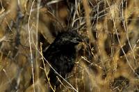 Crotophaga sulcirostris - Groove-billed Ani