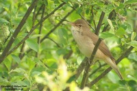 Acrocephalus scirpaceus - Eurasian Reed-Warbler