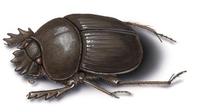 Image of: Scarabaeus sacer