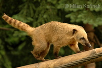 Nasua nasua - South American Coati