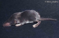 Crocidura suaveolens - Lesser Shrew