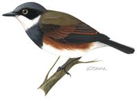 Image of: Batis capensis (Cape batis)