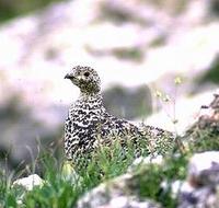 Image of: Lagopus leucura (white-tailed ptarmigan)