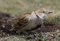 Image of: Melanocorypha maxima (Tibetan lark)