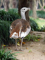 Image of: Otis tarda (great bustard)