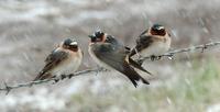 Image of: Petrochelidon pyrrhonota (cliff swallow)