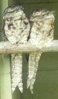 Image of: Podargus strigoides (tawny frogmouth)