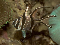 Pterapogon kauderni - Banggai Cardinal Fish