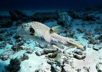 Image of: Arothron hispidus (poison puffer)