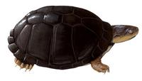 Image of: Pelusios sinuatus (East African serrated mud turtle)