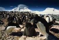 Photo: An Adélie penguin rookery