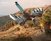 Archaeopteryx