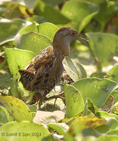 Baillon's Crake - Porzana pusilla