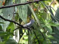 Everett's White-eye - Zosterops everetti