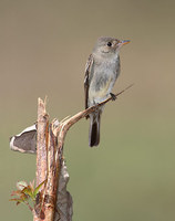 Tropical Pewee (Contopus cinereus) photo