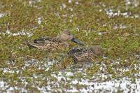 Red Shoveler - Anas platalea