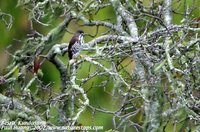 Besra - Accipiter virgatus