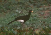Bare-faced Curassow - Crax fasciolata