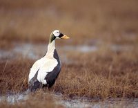 Spectacled Eider (Somateria fischeri) photo