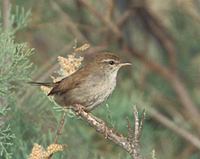 Cetti's Warbler (Cettia cetti) photo