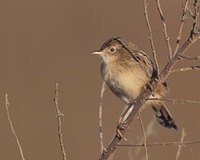 Zitting Cisticola (Cisticola juncidis) photo