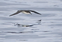 Galapagos Shearwater (Puffinus subalaris) photo