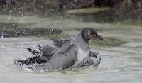 Lava Gull (Larus fuliginosus) photo