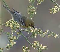 Pine Warbler (Dendroica pinus) photo