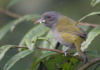 Dusky Bush-Tanager (Chlorospingus semifuscus) photo