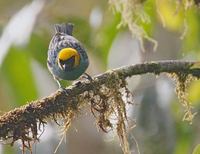 Saffron-crowned Tanager (Tangara xanthocephala) photo