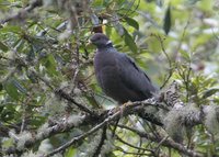 Band-tailed Pigeon - Patagioenas fasciata